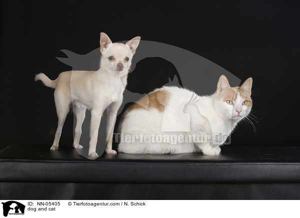 Hund und Katze / dog and cat / NN-05405