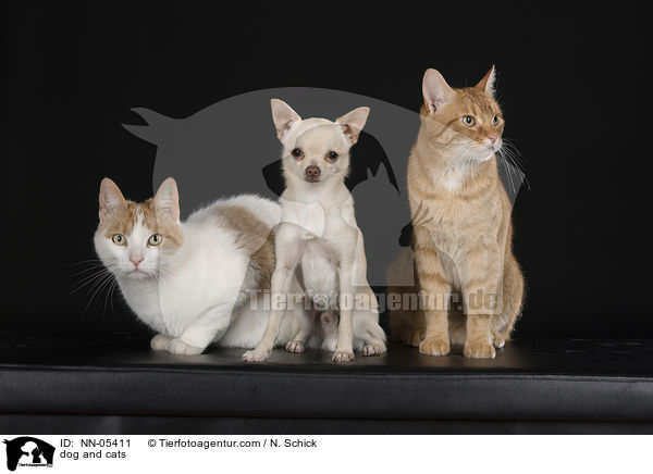 Hund und Katzen / dog and cats / NN-05411