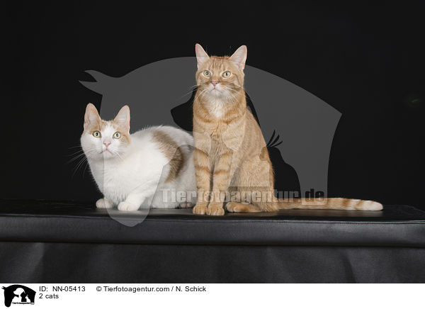 2 Hauskatzen / 2 cats / NN-05413