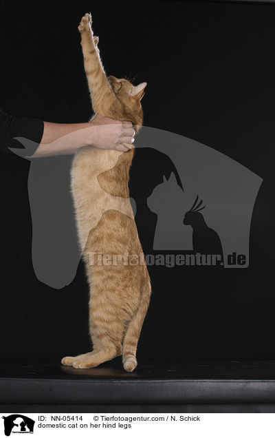 Hauskatze macht Mnnchen / domestic cat on her hind legs / NN-05414