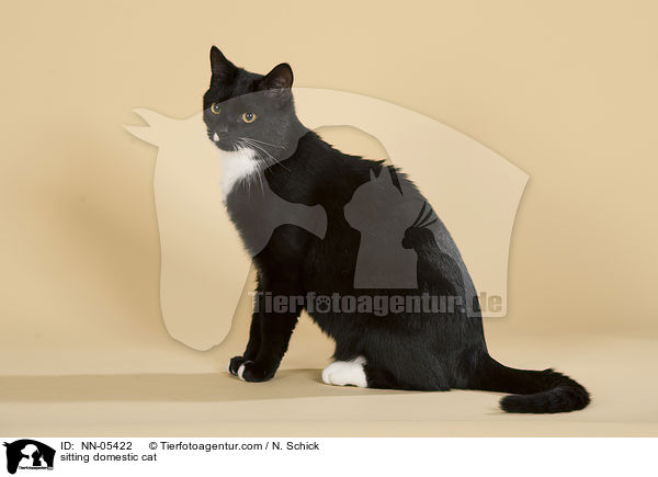 sitzende Hauskatze / sitting domestic cat / NN-05422