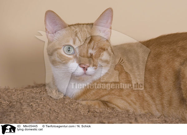 liegende Hauskatze / lying domestic cat / NN-05445