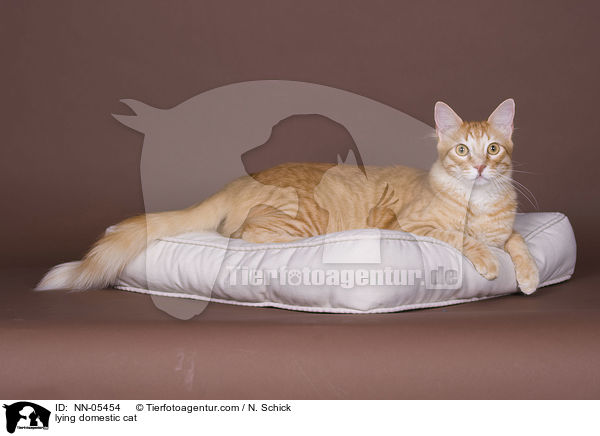 lying domestic cat / NN-05454