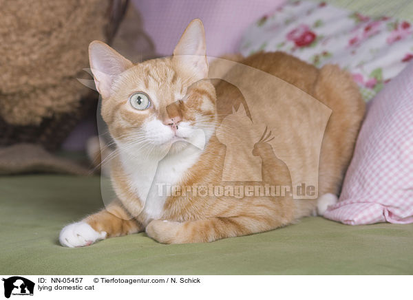 liegende Hauskatze / lying domestic cat / NN-05457
