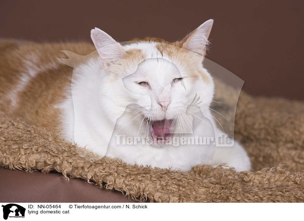 liegende Hauskatze / lying domestic cat / NN-05464