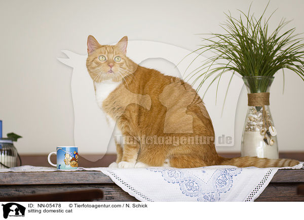 sitzende Hauskatze / sitting domestic cat / NN-05478