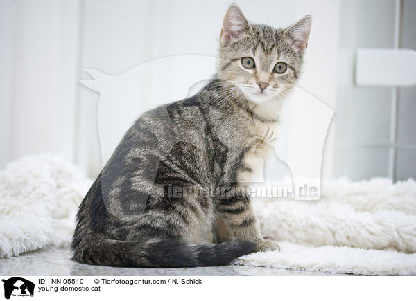 junge Hauskatze / young domestic cat / NN-05510