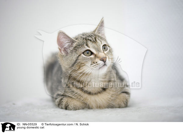 junge Hauskatze / young domestic cat / NN-05529