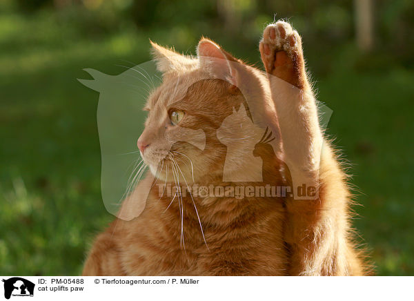 Hauskatze hebt Pfote / cat uplifts paw / PM-05488