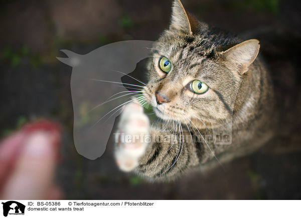 Hauskatze will Leckerli / domestic cat wants treat / BS-05386
