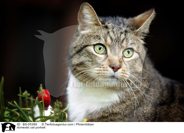 Hauskatze Portrait / domestic cat portrait / BS-05389