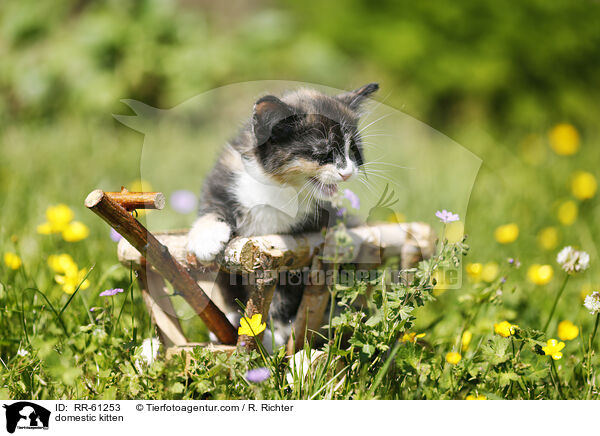 Hausktzchen / domestic kitten / RR-61253