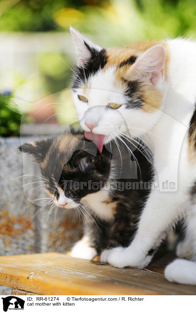 Katzenmutter mit Ktzchen / cat mother with kitten / RR-61274