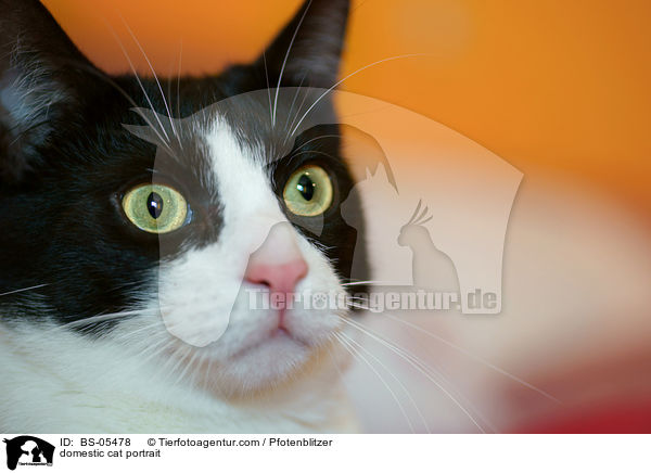 Hauskatze Portrait / domestic cat portrait / BS-05478