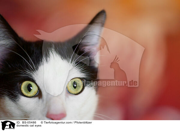 Hauskatze Augen / domestic cat eyes / BS-05486