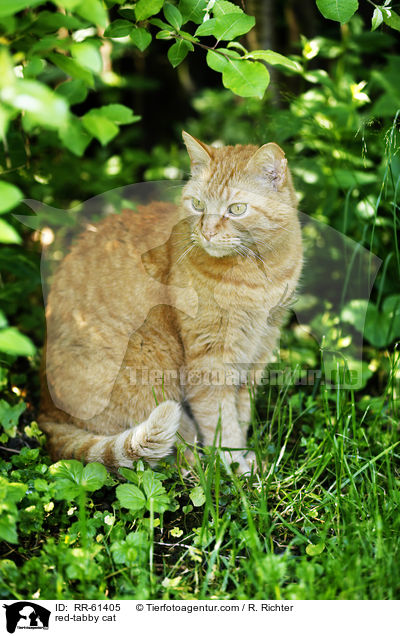 rot getigerter Hauskater / red-tabby cat / RR-61405