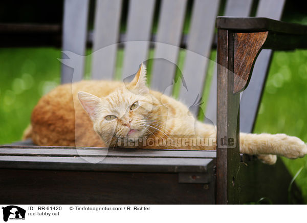 rot getigerter Hauskater / red-tabby cat / RR-61420