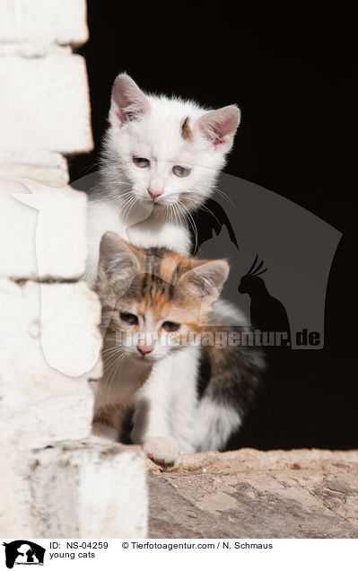 junge Hauskatzen / young cats / NS-04259