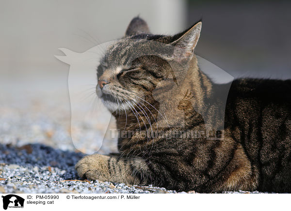 schlafende Hauskatze / sleeping cat / PM-05990