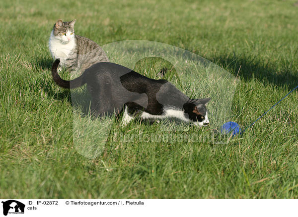 Hauskatzen / cats / IP-02872