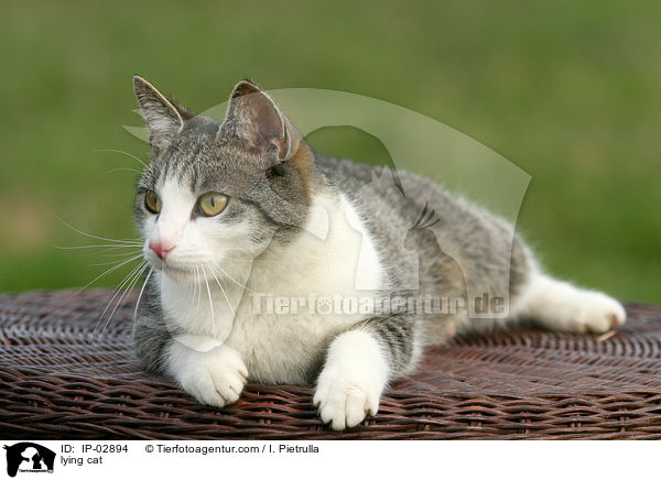 liegende Hauskatze / lying cat / IP-02894