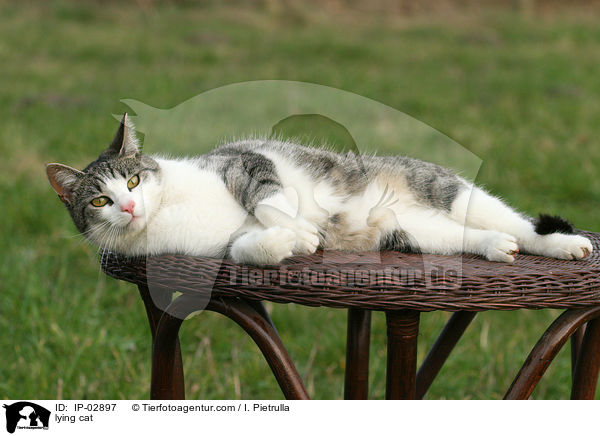 liegende Hauskatze / lying cat / IP-02897