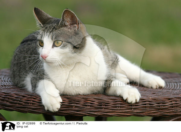 liegende Hauskatze / lying cat / IP-02899