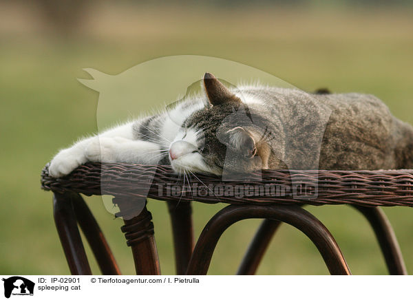schlafende Hauskatze / spleeping cat / IP-02901