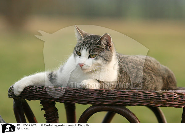 liegende Hauskatze / lying cat / IP-02902
