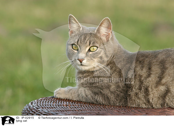 liegende Hauskatze / lying cat / IP-02915