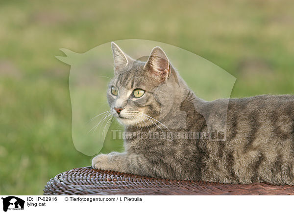 liegende Hauskatze / lying cat / IP-02916