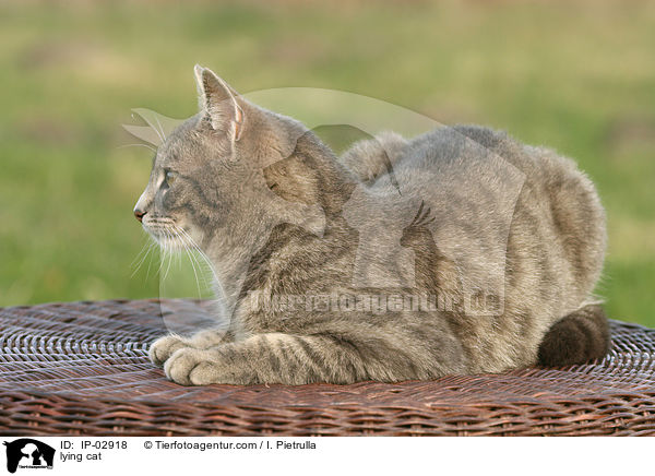 liegende Hauskatze / lying cat / IP-02918