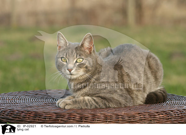 liegende Hauskatze / lying cat / IP-02921