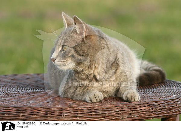 liegende Hauskatze / lying cat / IP-02926