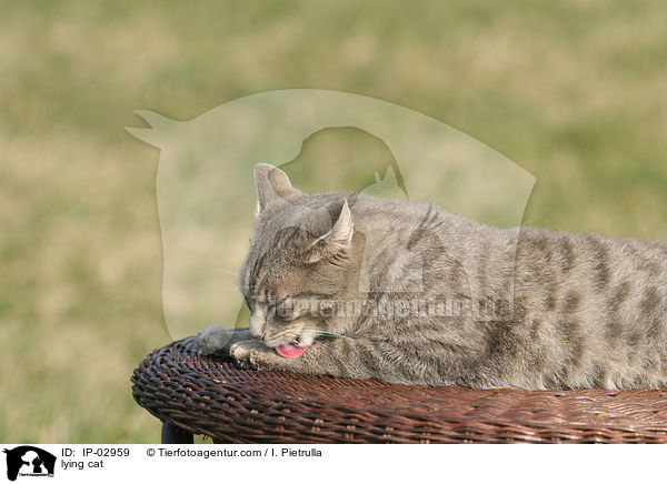 liegende Hauskatze / lying cat / IP-02959