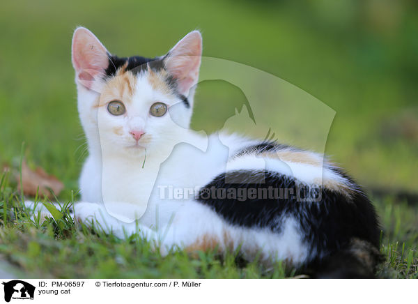 young cat / PM-06597