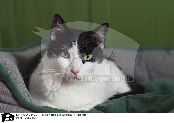 liegende Hauskatze / lying house cat / HBO-01428