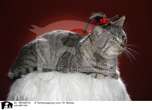 Katze mit Hut / cat with hat / RR-98016