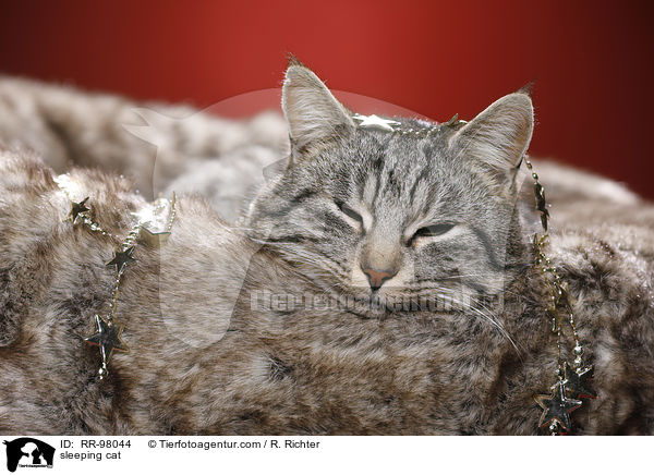 schlafende Katze / sleeping cat / RR-98044