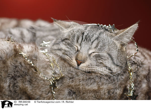 schlafende Katze / sleeping cat / RR-98048