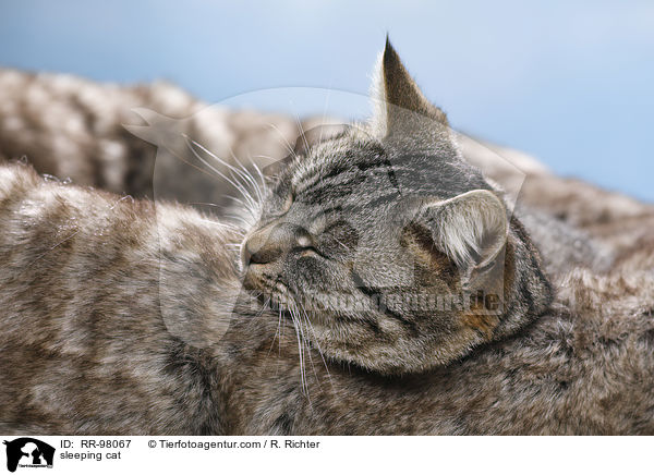 schlafende Katze / sleeping cat / RR-98067