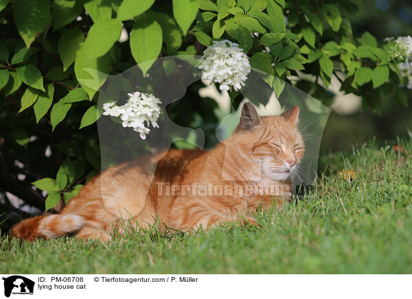 liegende Hauskatze / lying house cat / PM-06706