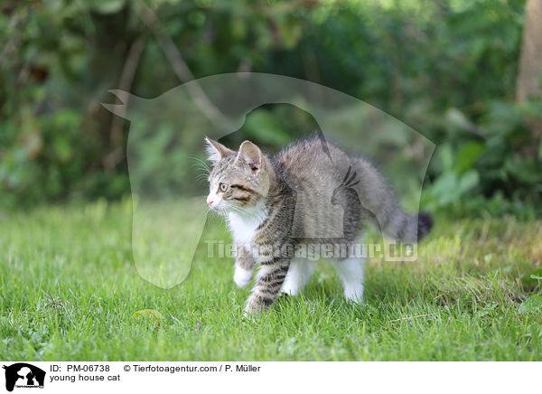 junge Hauskatze / young house cat / PM-06738