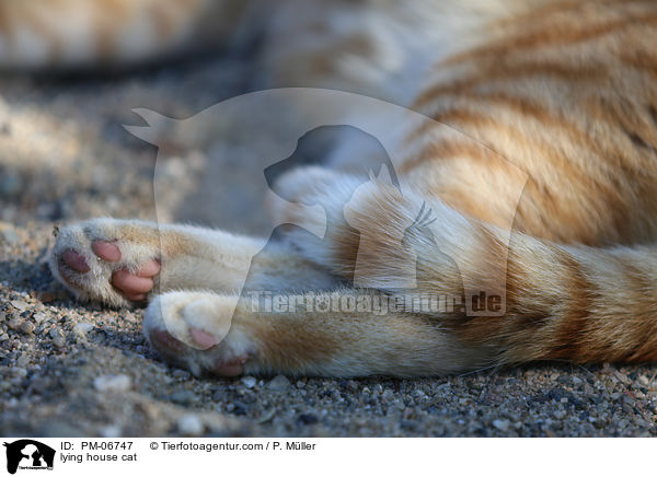 liegende Hauskatze / lying house cat / PM-06747