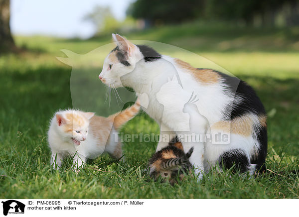 Mutterkatze mit Ktzchen / mother cat with kitten / PM-06995