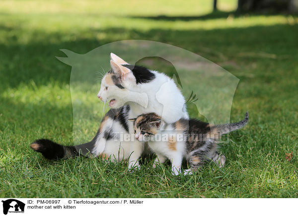Mutterkatze mit Ktzchen / mother cat with kitten / PM-06997