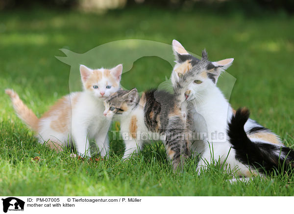 Mutterkatze mit Ktzchen / mother cat with kitten / PM-07005