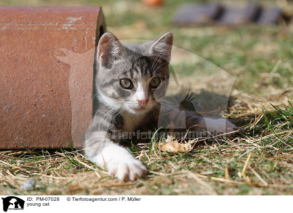 junge Hauskatze / young cat / PM-07028