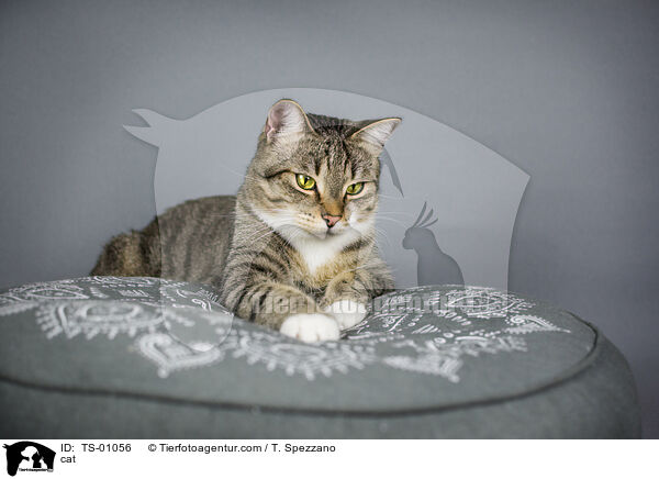 Hauskatze / cat / TS-01056