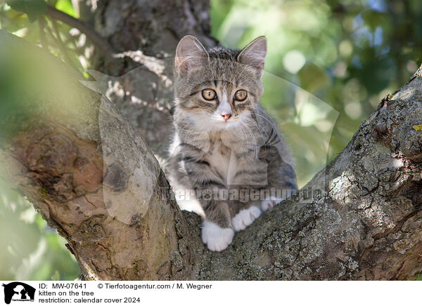 kitten on the tree / MW-07641